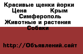 Красивые щенки йорки › Цена ­ 8 000 - Крым, Симферополь Животные и растения » Собаки   